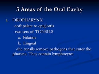 3 Areas of the Oral Cavity
1. OROPHARYNX
-soft palate to epiglottis
-two sets of TONSILS
a. Palatine
b. Lingual
-the tonsils remove pathogens that enter the
pharynx. They contain lymphocytes
 