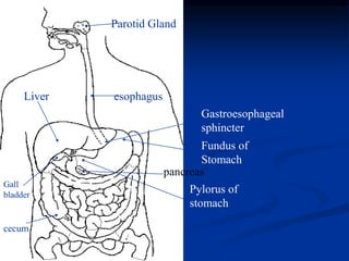 Liver esophagus
Fundus of
Stomach
Gastroesophageal
sphincter
Pylorus of
stomach
Gall
bladder
Parotid Gland
pancreas
cecum
 