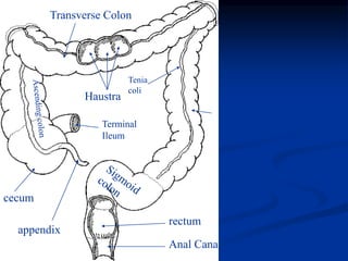 Anal Canal
rectum
Descending
Colon
Haustra
Terminal
Ileum
cecum
appendix
Transverse Colon
Tenia
coli
 