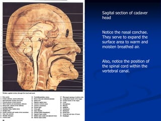 Sagital section of cadaver
head
Notice the nasal conchae.
They serve to expand the
surface area to warm and
moisten breathed air.
Also, notice the position of
the spinal cord within the
vertebral canal.
 