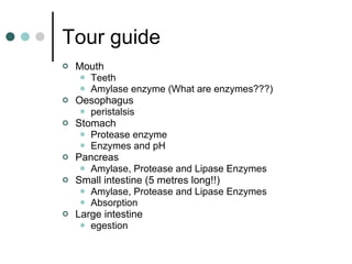 Tour guide Mouth  Teeth Amylase enzyme (What are enzymes???) Oesophagus  peristalsis Stomach  Protease enzyme Enzymes and pH Pancreas Amylase, Protease and Lipase Enzymes Small intestine (5 metres long!!) Amylase, Protease and Lipase Enzymes Absorption Large intestine  egestion 