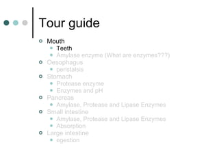 Tour guide Mouth  Teeth Amylase enzyme (What are enzymes???) Oesophagus  peristalsis Stomach  Protease enzyme Enzymes and pH Pancreas Amylase, Protease and Lipase Enzymes Small intestine  Amylase, Protease and Lipase Enzymes Absorption Large intestine  egestion 