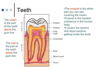 Teeth The  crown  is the part of the tooth  above  the gum line The  root  is the part of the tooth  below  the gum line The  enamel  is the white part you can see covering the crown. Enamel is the hardest substance in the human body It covers the dentine and stops bacteria getting inside the tooth 