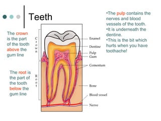 Teeth The  crown  is the part of the tooth  above  the gum line The  root  is the part of the tooth  below  the gum line The  pulp  contains the nerves and blood vessels of the tooth.  It is underneath the dentine. This is the bit which hurts when you have toothache! 