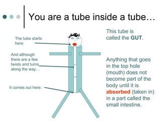 You are a tube inside a tube… And although there are a few twists and turns along the way… It comes out here: Anything that goes in the top hole (mouth) does not become part of the body until it is  absorbed  (taken in) in a part called the small intestine.  This tube is called the  GUT . The tube starts here: 