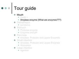 Tour guide Mouth  Teeth  √ Amylase enzyme (What are enzymes???) Oesophagus  peristalsis Stomach  Protease enzyme Enzymes and pH Pancreas Amylase, Protease and Lipase Enzymes Small intestine  Amylase, Protease and Lipase Enzymes Absorption Large intestine  egestion 