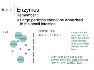 Enzymes Remember : Large particles cannot be  absorbed  in the small intestine starch starch starch starch G G G GUT INSIDE THE BODY (BLOOD) Large particles (e.g. starch) are left in the gut and small particles (e.g. glucose) go through into the blood. G G G BUT  large particles  can  be broken down into small particles.  This is called DIGESTION 