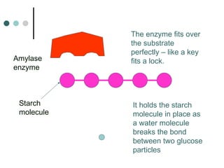 The enzyme fits over the substrate perfectly – like a key fits a lock. It holds the starch molecule in place as a water molecule breaks the bond between two glucose particles Starch molecule Amylase enzyme 
