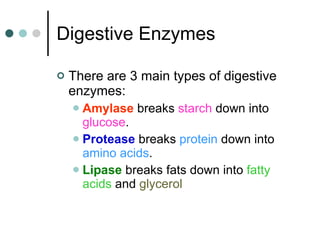 Digestive Enzymes There are 3 main types of digestive enzymes: Amylase  breaks  starch  down into  glucose . Protease  breaks  protein  down into  amino acids . Lipase  breaks fats down into  fatty acids  and  glycerol 