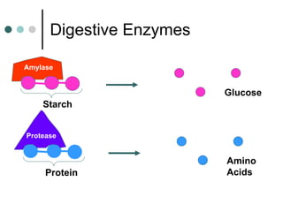 Digestive Enzymes Starch Glucose Protein Amino Acids Amylase Protease 