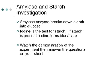Amylase and Starch Investigation Amylase enzyme breaks down starch into glucose. Iodine is the test for starch.  If starch is present, iodine turns blue/black. Watch the demonstration of the experiment then answer the questions on your sheet. 