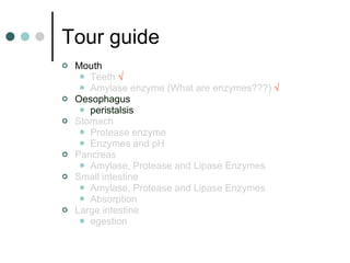 Tour guide Mouth  Teeth  √ Amylase enzyme (What are enzymes???)  √ Oesophagus  peristalsis Stomach  Protease enzyme Enzymes and pH Pancreas Amylase, Protease and Lipase Enzymes Small intestine  Amylase, Protease and Lipase Enzymes Absorption Large intestine  egestion 
