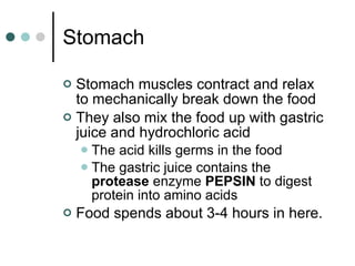 Stomach Stomach muscles contract and relax to mechanically break down the food They also mix the food up with gastric juice and hydrochloric acid The acid kills germs in the food The gastric juice contains the  protease  enzyme  PEPSIN  to digest protein into amino acids Food spends about 3-4 hours in here. 