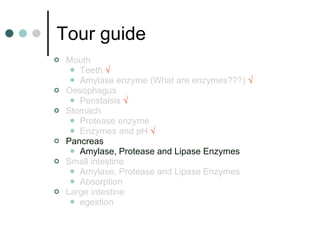 Tour guide Mouth  Teeth  √ Amylase enzyme (What are enzymes???)  √ Oesophagus  Peristalsis  √ Stomach  Protease enzyme Enzymes and pH  √ Pancreas Amylase, Protease and Lipase Enzymes Small intestine  Amylase, Protease and Lipase Enzymes Absorption Large intestine  egestion 