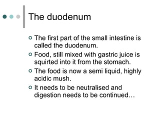 The duodenum The first part of the small intestine is called the duodenum.  Food, still mixed with gastric juice is squirted into it from the stomach.  The food is now a semi liquid, highly acidic mush. It needs to be neutralised and digestion needs to be continued… 