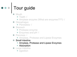 Tour guide Mouth  Teeth √ Amylase enzyme (What are enzymes???) √ Oesophagus  Peristalsis √ Stomach  Protease enzyme Enzymes and pH √ Pancreas √ Amylase, Protease and Lipase Enzymes Small intestine  Amylase, Protease and Lipase Enzymes Absorption Large intestine  egestion 
