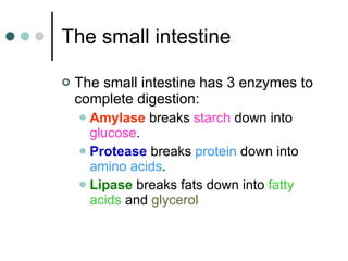 The small intestine The small intestine has 3 enzymes to complete digestion: Amylase  breaks  starch  down into  glucose . Protease  breaks  protein  down into  amino acids . Lipase  breaks fats down into  fatty acids  and  glycerol 