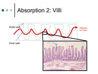 Absorption 2: Villi Outer wall Inner wall Pathway for Food 
