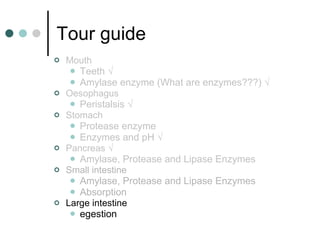 Tour guide Mouth  Teeth √ Amylase enzyme (What are enzymes???) √ Oesophagus  Peristalsis √ Stomach  Protease enzyme Enzymes and pH √ Pancreas √ Amylase, Protease and Lipase Enzymes Small intestine  Amylase, Protease and Lipase Enzymes Absorption Large intestine  egestion 