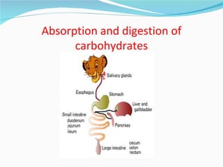 Absorption and digestion of
      carbohydrates
 
