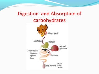 Digestion and Absorption of
carbohydrates
 