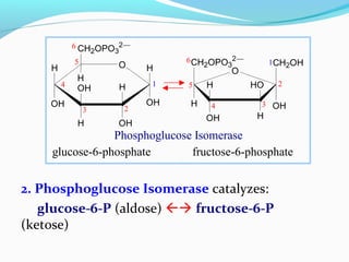 2. Phosphoglucose Isomerase catalyzes:
glucose-6-P (aldose)  fructose-6-P
(ketose)
H O
OH
H
OHH
OH
CH2OPO3
2−
H
OH
H
1
6
5
4
3 2
CH2OPO3
2−
OH
CH2OH
H
OH H
H HO
O
6
5
4 3
2
1
glucose-6-phosphate fructose-6-phosphate
Phosphoglucose Isomerase
 