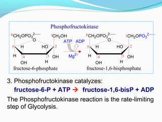3. Phosphofructokinase catalyzes:
fructose-6-P + ATP  fructose-1,6-bisP + ADP
The Phosphofructokinase reaction is the rate-limiting
step of Glycolysis.
CH2OPO3
2−
OH
CH2OH
H
OH H
H HO
O
6
5
4 3
2
1 CH2OPO3
2−
OH
CH2OPO3
2−
H
OH H
H HO
O
6
5
4 3
2
1
ATP ADP
Mg2+
fructose-6-phosphate fructose-1,6-bisphosphate
Phosphofructokinase
 