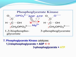 C
C
CH2OPO3
2−
O OPO3
2−
H OH
C
C
CH2OPO3
2−
O O−
H OH
ADP ATP
1
22
3 3
1
Mg2+
1,3-bisphospho- 3-phosphoglycerate
glycerate
Phosphoglycerate Kinase
7. Phosphoglycerate Kinase catalyzes:
1,3-bisphosphoglycerate + ADP 
3-phosphoglycerate + ATP
 