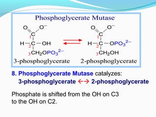 C
C
CH2OH
O O−
H OPO3
2−
2
3
1
C
C
CH2OPO3
2−
O O−
H OH2
3
1
3-phosphoglycerate 2-phosphoglycerate
Phosphoglycerate Mutase
8. Phosphoglycerate Mutase catalyzes:
3-phosphoglycerate  2-phosphoglycerate
Phosphate is shifted from the OH on C3
to the OH on C2.
 