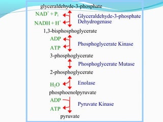 Glyceraldehyde-3-phosphate
Dehydrogenase
Phosphoglycerate Kinase
Enolase
Pyruvate Kinase
glyceraldehyde-3-phosphate
NAD+
+ Pi
NADH + H+
1,3-bisphosphoglycerate
ADP
ATP
3-phosphoglycerate
Phosphoglycerate Mutase
2-phosphoglycerate
H2O
phosphoenolpyruvate
ADP
ATP
pyruvate
 