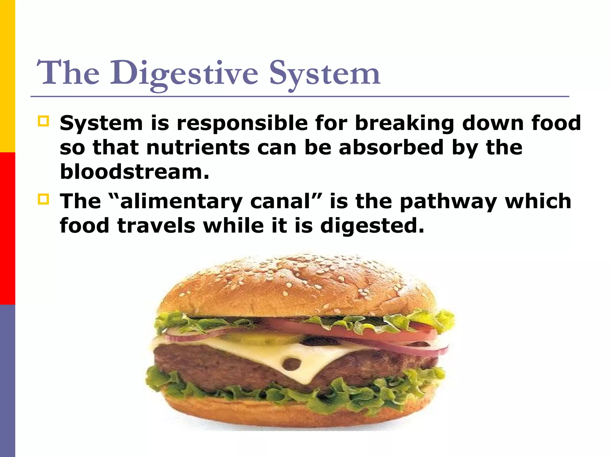 The Digestive System
 System is responsible for breaking down food
so that nutrients can be absorbed by the
bloodstream.
 The “alimentary canal” is the pathway which
food travels while it is digested.
 