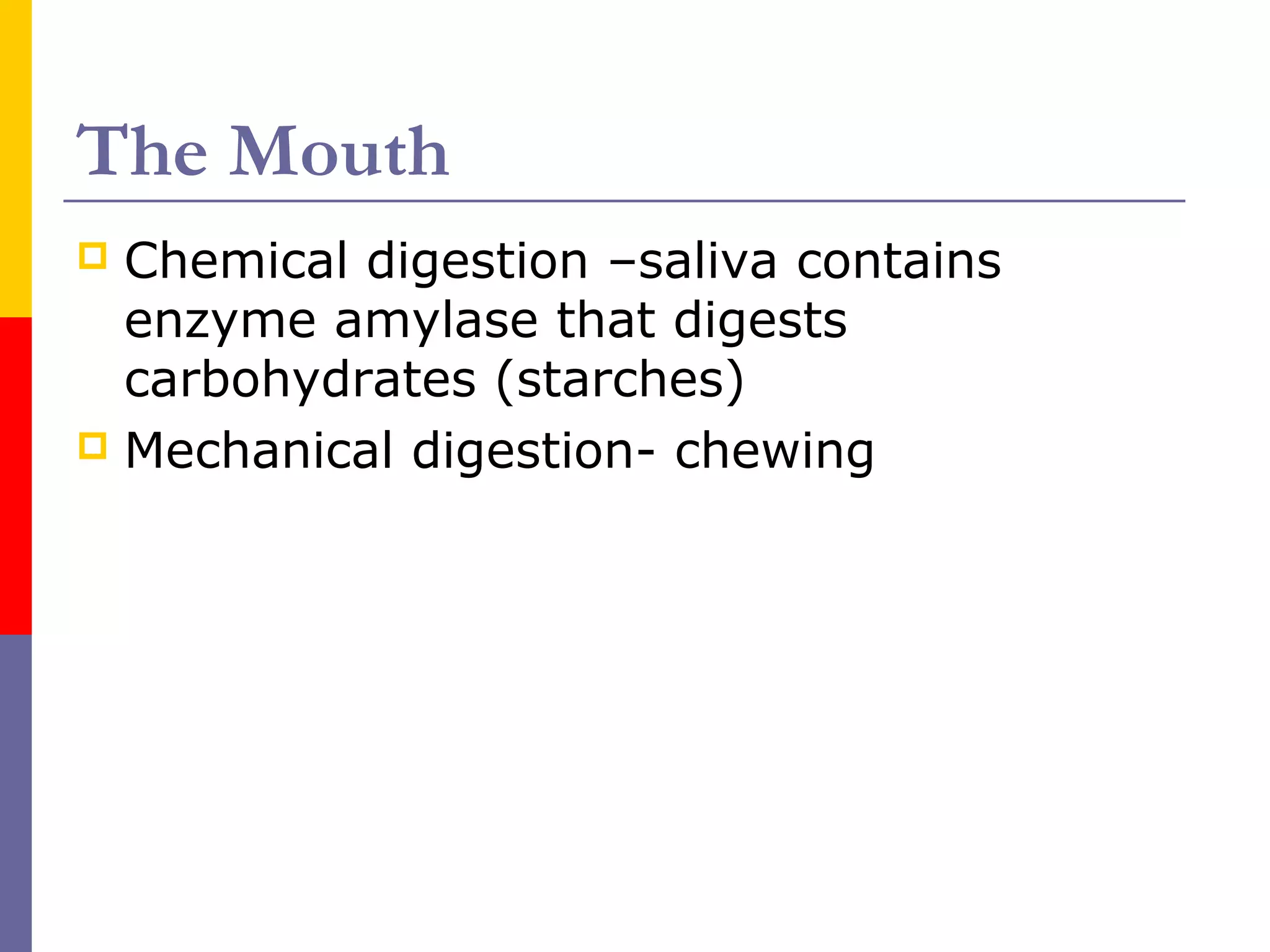 The Mouth
 Chemical digestion –saliva contains
enzyme amylase that digests
carbohydrates (starches)
 Mechanical digestion- chewing
 