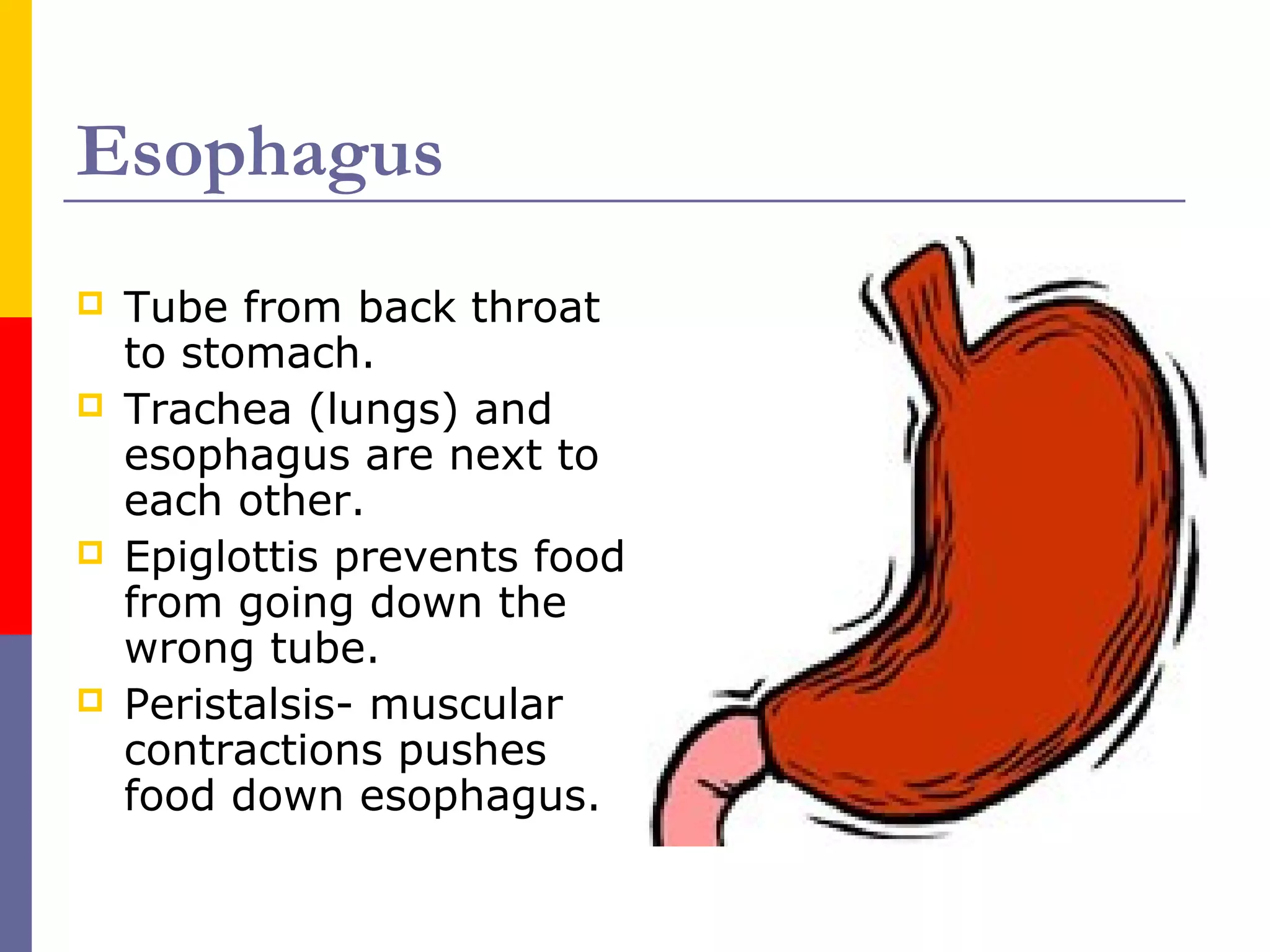 Esophagus
 Tube from back throat
to stomach.
 Trachea (lungs) and
esophagus are next to
each other.
 Epiglottis prevents food
from going down the
wrong tube.
 Peristalsis- muscular
contractions pushes
food down esophagus.
 