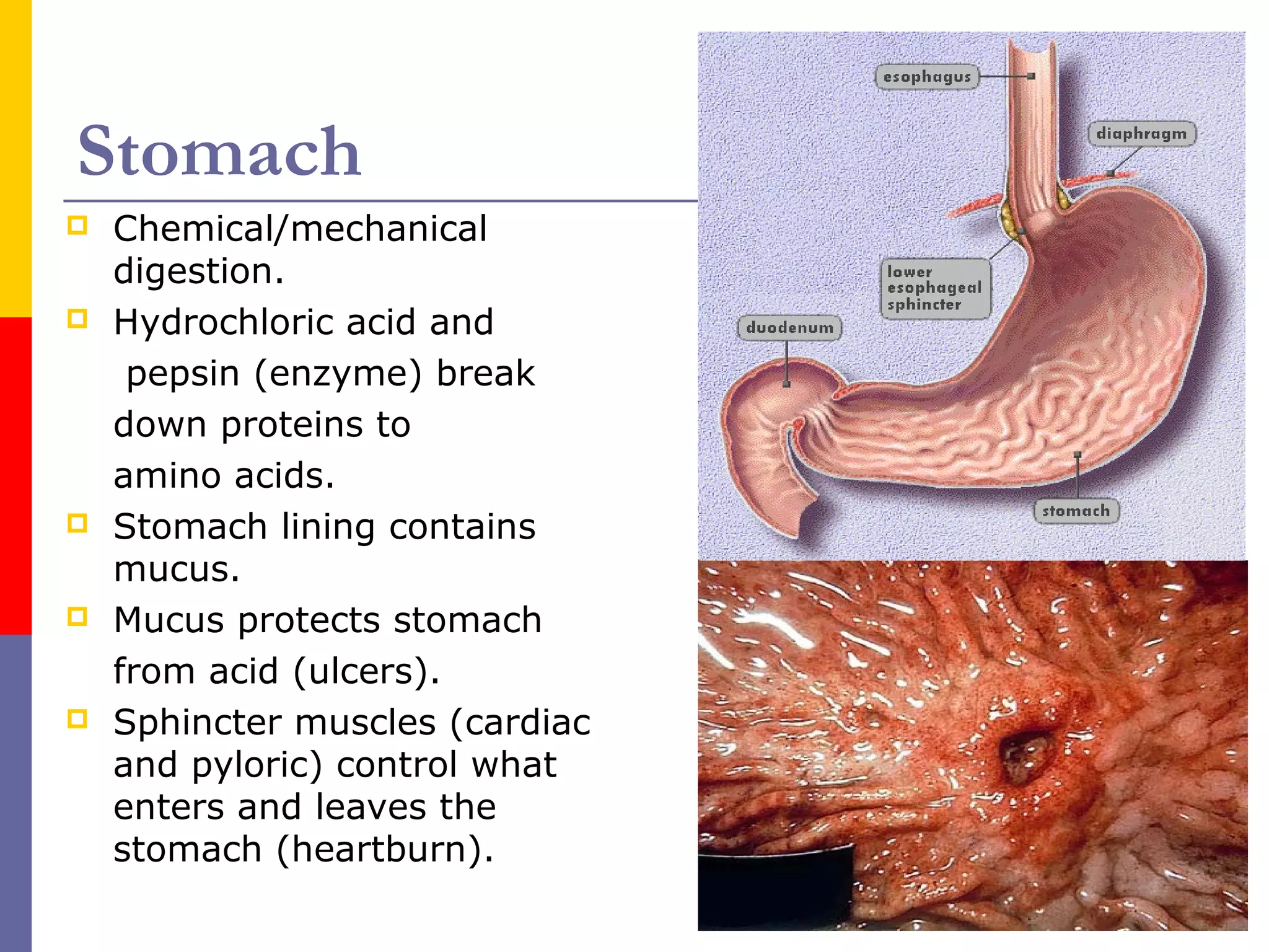 Stomach
 Chemical/mechanical
digestion.
 Hydrochloric acid and
pepsin (enzyme) break
down proteins to
amino acids.
 Stomach lining contains
mucus.
 Mucus protects stomach
from acid (ulcers).
 Sphincter muscles (cardiac
and pyloric) control what
enters and leaves the
stomach (heartburn).
 