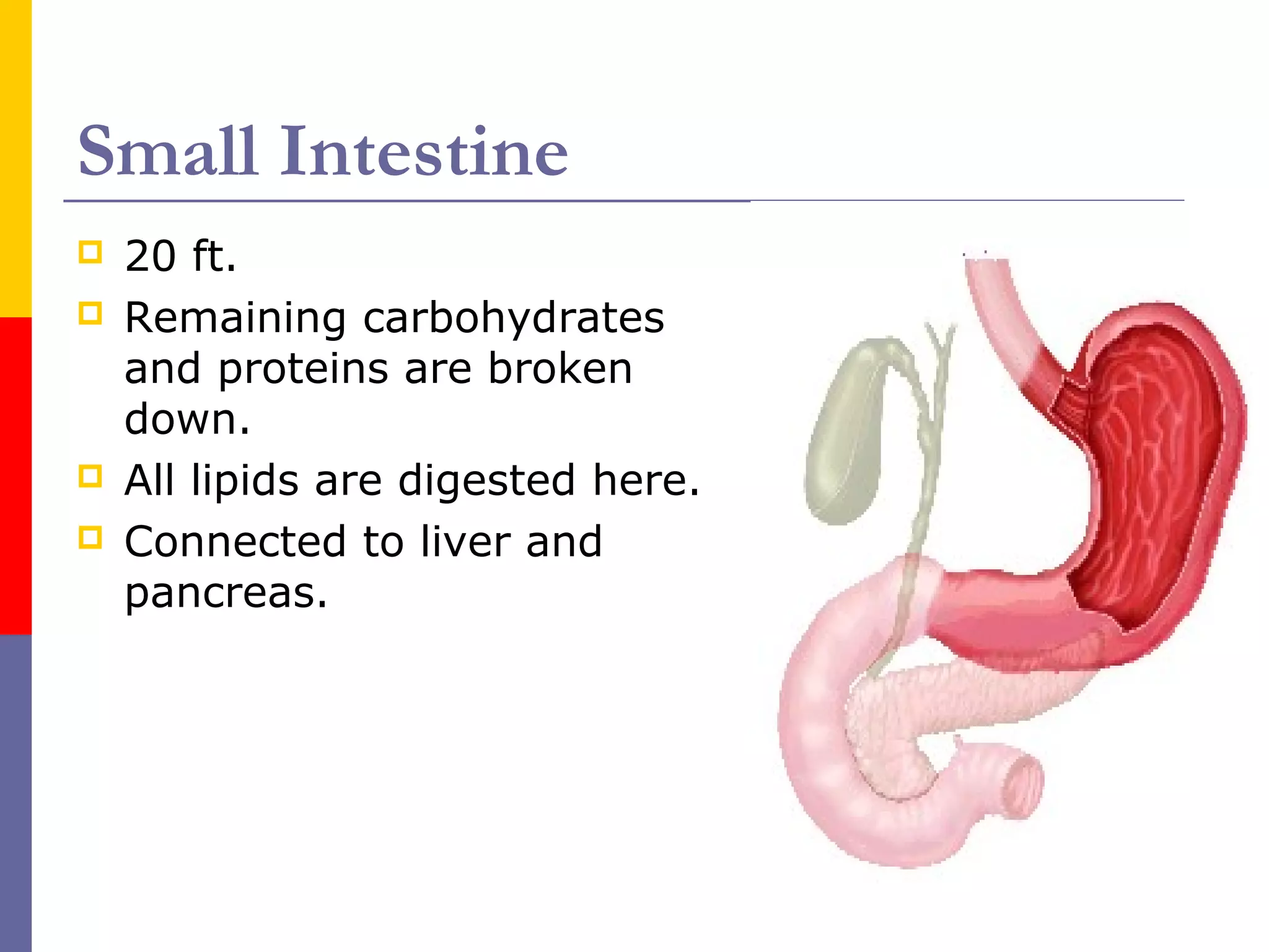 Small Intestine
 20 ft.
 Remaining carbohydrates
and proteins are broken
down.
 All lipids are digested here.
 Connected to liver and
pancreas.
 