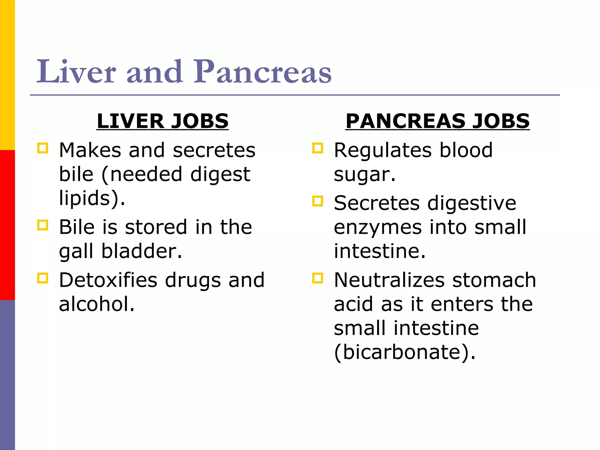 Liver and Pancreas
LIVER JOBS
 Makes and secretes
bile (needed digest
lipids).
 Bile is stored in the
gall bladder.
 Detoxifies drugs and
alcohol.
PANCREAS JOBS
 Regulates blood
sugar.
 Secretes digestive
enzymes into small
intestine.
 Neutralizes stomach
acid as it enters the
small intestine
(bicarbonate).
 