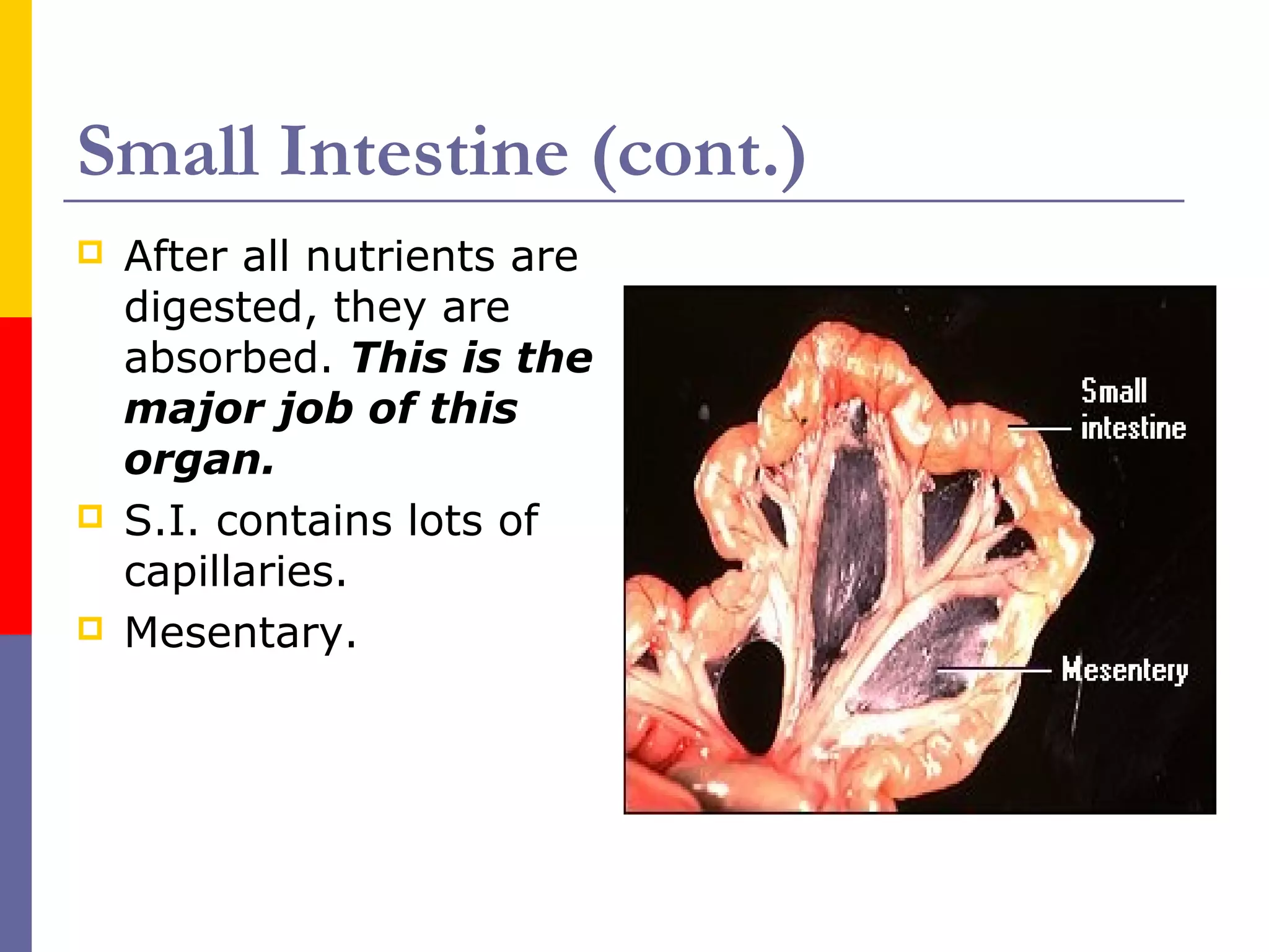 Small Intestine (cont.)
 After all nutrients are
digested, they are
absorbed. This is the
major job of this
organ.
 S.I. contains lots of
capillaries.
 Mesentary.
 