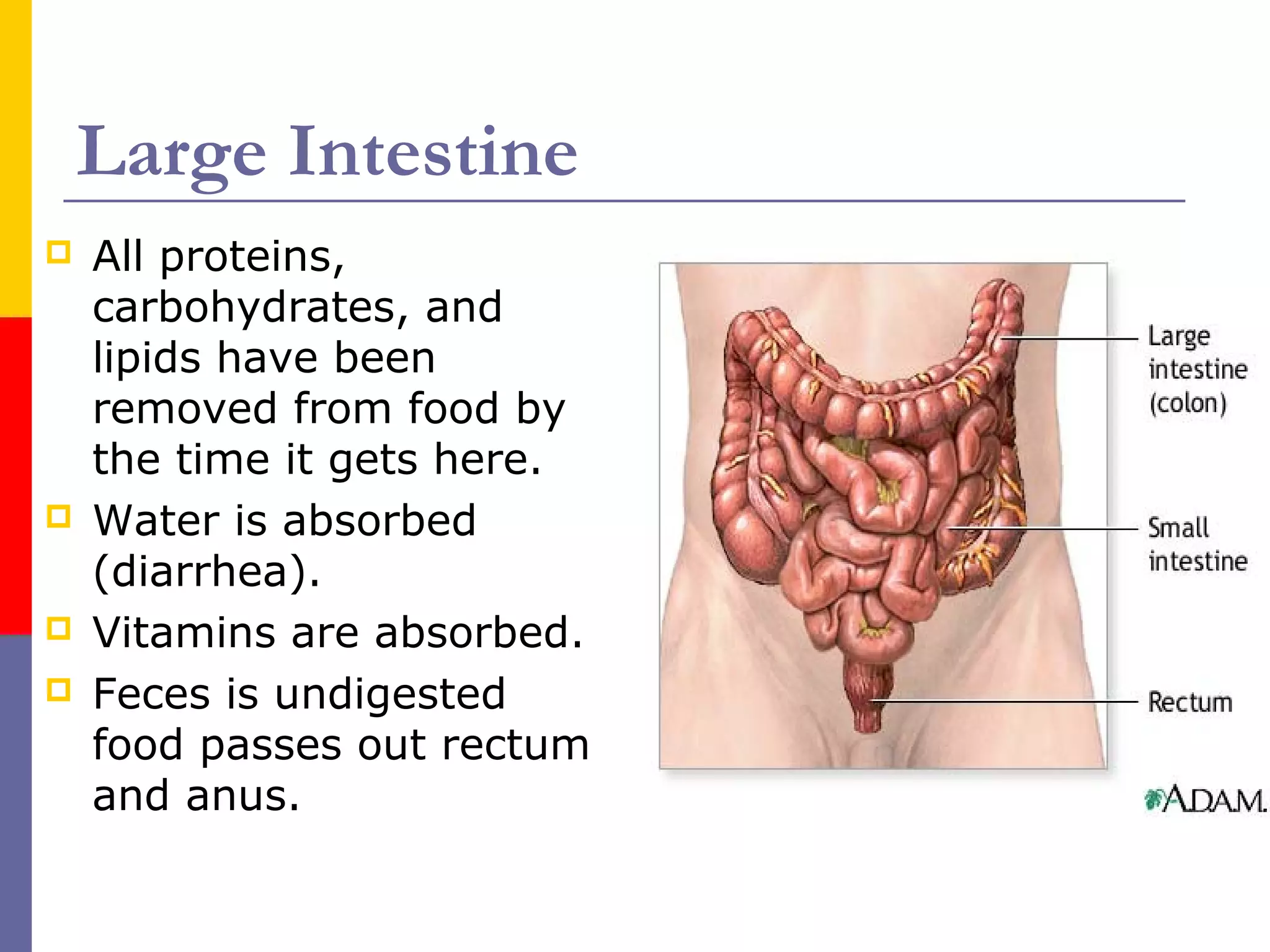 Large Intestine
 All proteins,
carbohydrates, and
lipids have been
removed from food by
the time it gets here.
 Water is absorbed
(diarrhea).
 Vitamins are absorbed.
 Feces is undigested
food passes out rectum
and anus.
 