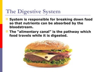 The Digestive System
 System is responsible for breaking down food
so that nutrients can be absorbed by the
bloodstream.
 The “alimentary canal” is the pathway which
food travels while it is digested.
 