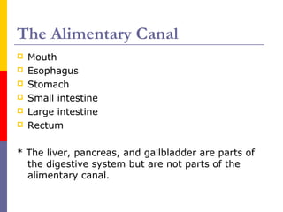 The Alimentary Canal
 Mouth
 Esophagus
 Stomach
 Small intestine
 Large intestine
 Rectum
* The liver, pancreas, and gallbladder are parts of
the digestive system but are not parts of the
alimentary canal.
 