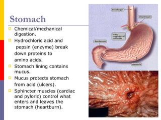 Stomach
 Chemical/mechanical
digestion.
 Hydrochloric acid and
pepsin (enzyme) break
down proteins to
amino acids.
 Stomach lining contains
mucus.
 Mucus protects stomach
from acid (ulcers).
 Sphincter muscles (cardiac
and pyloric) control what
enters and leaves the
stomach (heartburn).
 