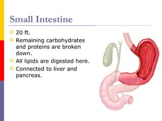 Small Intestine
 20 ft.
 Remaining carbohydrates
and proteins are broken
down.
 All lipids are digested here.
 Connected to liver and
pancreas.
 