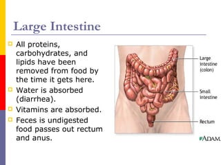 Large Intestine
 All proteins,
carbohydrates, and
lipids have been
removed from food by
the time it gets here.
 Water is absorbed
(diarrhea).
 Vitamins are absorbed.
 Feces is undigested
food passes out rectum
and anus.
 