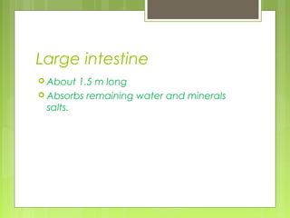 Large intestine
 About  1.5 m long
 Absorbs remaining water and minerals
  salts.
 