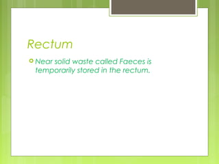Rectum
 Near
     solid waste called Faeces is
 temporarily stored in the rectum.
 