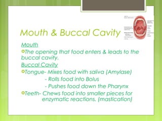 Mouth & Buccal Cavity
Mouth
The opening that food enters & leads to the
buccal cavity.
Buccal Cavity
Tongue- Mixes food with saliva (Amylase)
         - Rolls food into Bolus
         - Pushes food down the Pharynx
Teeth- Chews food into smaller pieces for
        enzymatic reactions. (mastication)
 