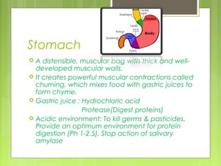 Stomach
   A distensible, muscular bag with thick and well-
    developed muscular walls.
   It creates powerful muscular contractions called
    churning, which mixes food with gastric juices to
    form chyme.
   Gastric juice : Hydrochloric acid
                    Protease(Digest proteins)
   Acidic environment: To kill germs & pasticides.
    Provide an optimum environment for protein
    digestion (Ph 1-2.5). Stop action of salivary
    amylase
 