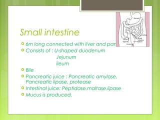 Small intestine
   6m long connected with liver and pancreas.
   Consists of : U-shaped duodenum
                   Jejunum
                   ileum
   Bile
   Pancreatic juice : Pancreatic amylase,
    Pancreatic lipase, protease
   Intestinal juice: Peptidase,maltase,lipase
   Mucus is produced.
 