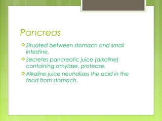 Pancreas
 Situated   between stomach and small
  intestine.
 Secretes pancreatic juice (alkaline)
  containing amylase, protease.
 Alkaline juice neutralizes the acid in the
  food from stomach.
 