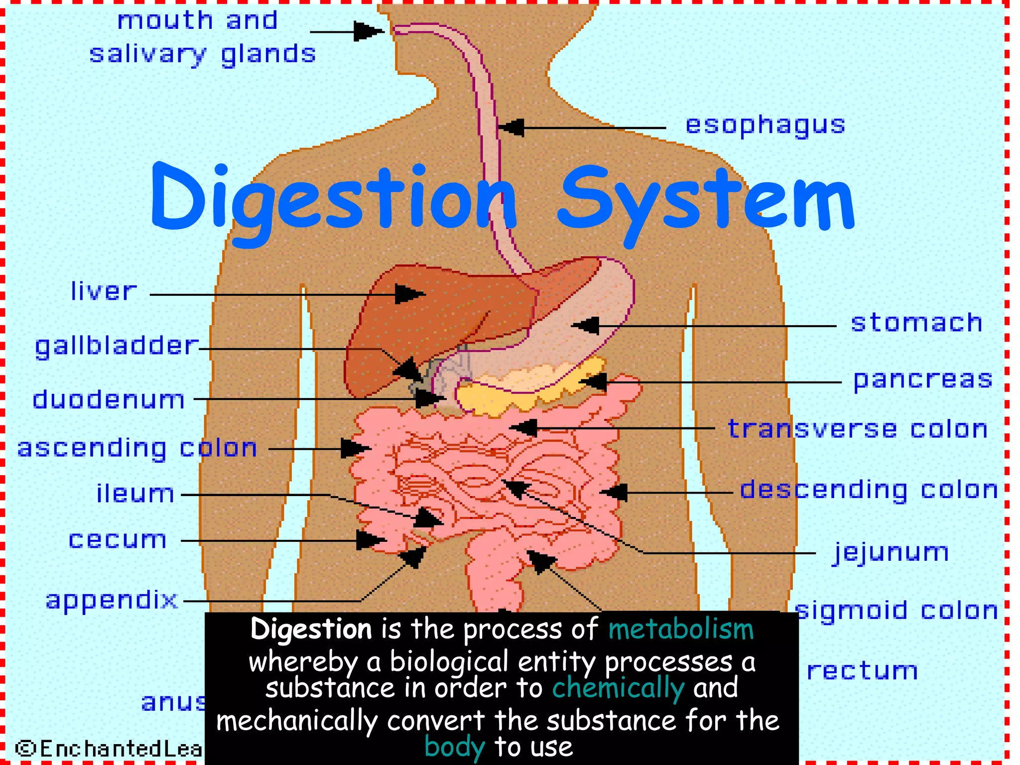 Digestion System Hinojosa | PPT